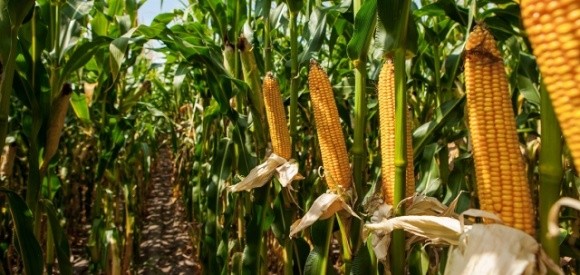 Виробники кукурудзи у Флориді домовилися скоротити кількість добрив фото, ілюстрація