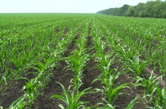 Агрометеорологічні умови другої декади травня сприяли розвитку ранніх зернових в Україні фото, ілюстрація