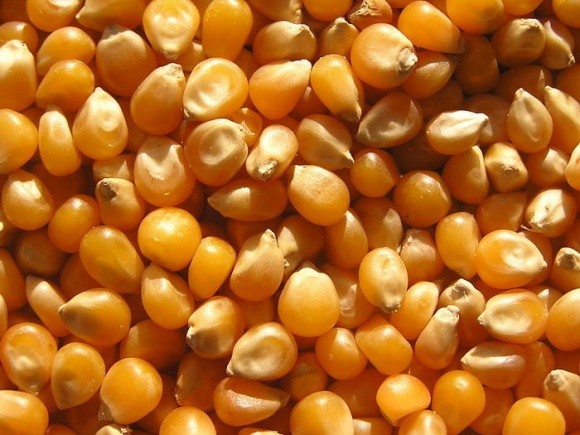 Агролайфхак: на що звернути увагу при виборі насіння кукурудзи фото, ілюстрація