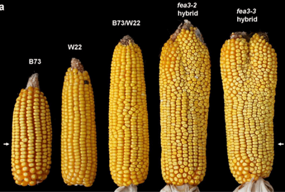 Біологи вивели кукурудзу з “двома головами” (ФОТО) фото, ілюстрація
