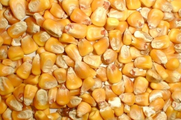 Агролайфхак: як отримати хороший урожай кукурудзи фото, ілюстрація