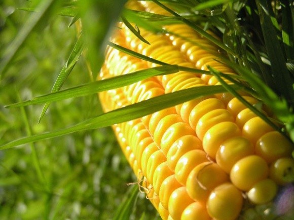 У короткостроковій перспективі можливе зниження світових цін на кукурудзу фото, ілюстрація
