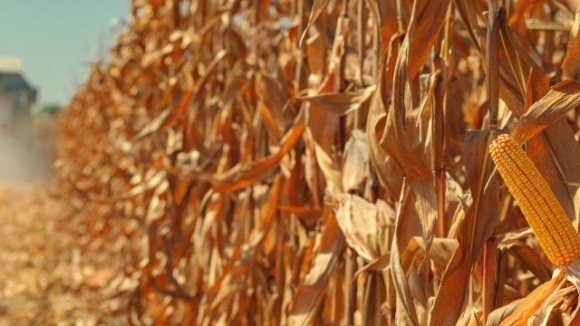 Мінекономіки погіршило прогноз щодо зернових через втрати врожаю кукурудзи  фото, ілюстрація