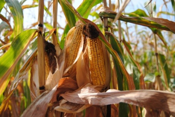 Урожайність кукурудзи по Хмельниччині перевищує 110 ц/га фото, ілюстрація