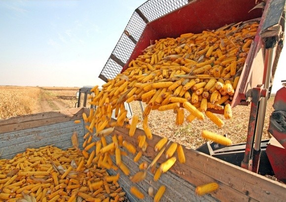 Україна несподівано експортує рекордну кількість кукурудзи фото, ілюстрація