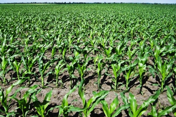 Рекордний урожай тисне на ціну української кукурудзи фото, ілюстрація