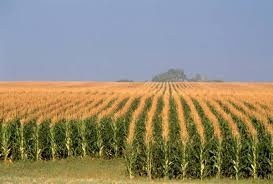 США очікують нового рекорду врожайності кукурудзи фото, ілюстрація