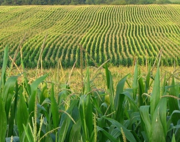 У Черкаській області кукурудзою на зерно засіяно рекордні площі фото, ілюстрація