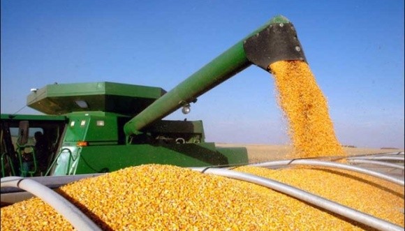 Покупці української кукурудзи піднімають ціни на продукцію нового врожаю фото, ілюстрація