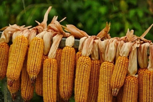 Мексика має намір заборонити ГМО-кукурудзу: органічні асоціації задоволені, фермерське лобі — ні фото, ілюстрація