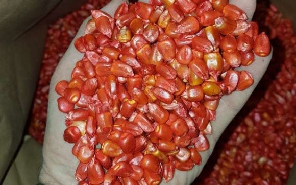 LNZ Group запустила завод із виробництва насіння кукурудзи фото, ілюстрація