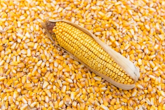 Україна нарощує експорт кукурудзи. Як змінюється географія? фото, ілюстрація