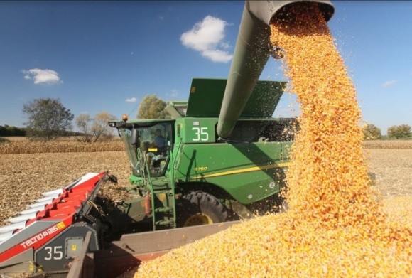В Україні виросли ціни на кукурудзу фото, ілюстрація
