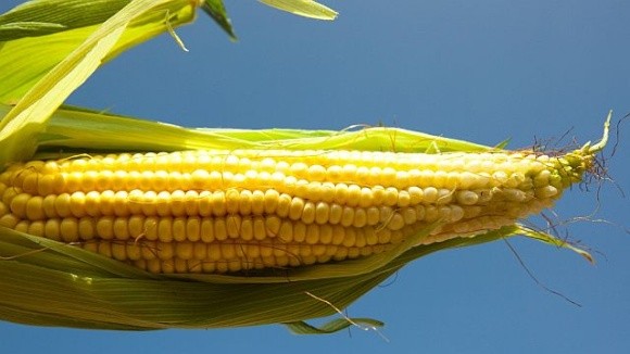 Кукурудза – головна експортна культура 2023 року фото, ілюстрація
