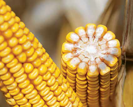 У 2021 році було вироблено 22,2 тис. т насіння вітчизняних гібридів кукурудзи фото, ілюстрація