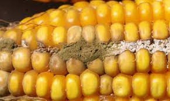 Через зміну клімату багато кукурудзи може бути ураженою афлатоксином фото, ілюстрація