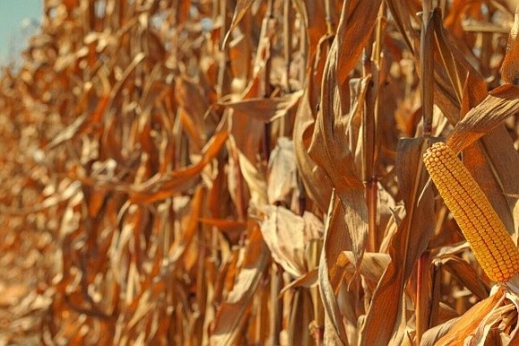 Половину вартості кукурудзи віддають за доставку до портів: як «заробляють» фермери Чернігівщини фото, ілюстрація