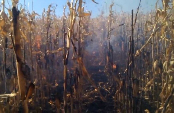 В Ізмаїльському районі пожежники врятували кукурудзяне поле фото, ілюстрація