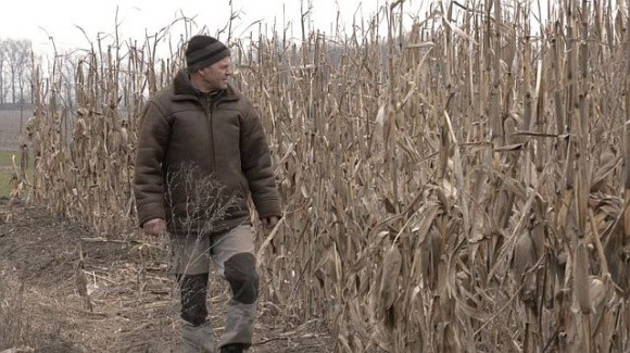 Кукурудза на Черкащині: чиновники задоволені врожайністю, фермери у розпачі фото, ілюстрація