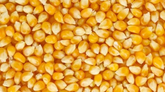 Україна відновила експорт кукурудзи через західний кордон фото, ілюстрація