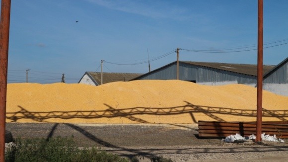 Ціни на українську кукурудзу стабілізувалися після періоду зростання фото, ілюстрація