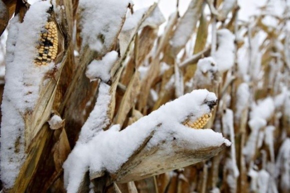 Прогноз врожаю кукурудзи в Україні дедалі песимістичніший фото, ілюстрація