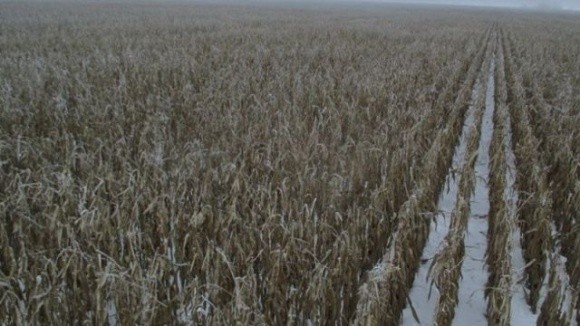 Фермерам Дніпропетровщини простіше залишити врожай на полі, ніж збирати його фото, ілюстрація