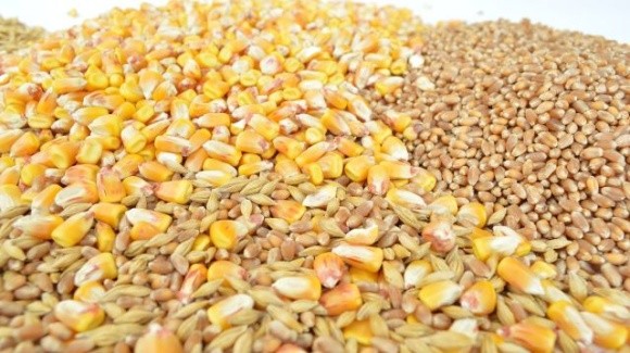 В новому сезоні Україна експортувала 34 тис. тонн кукурудзи та пшениці фото, ілюстрація