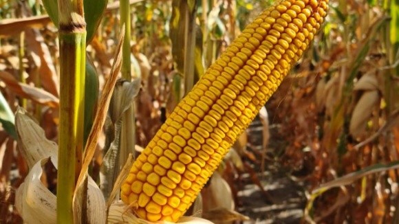 Фермер на Хмельниччині залишить кукурудзу зимувати в полі фото, ілюстрація