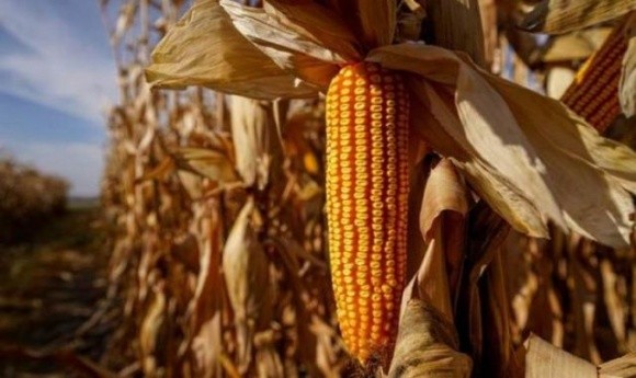 Фермери можуть залишити кукурудзу в полі фото, ілюстрація