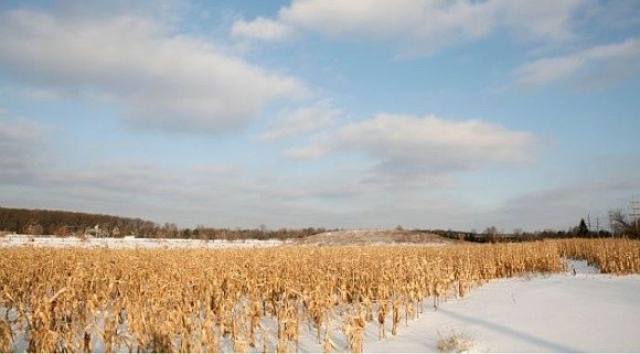 До 15% кукурудзи може залишитись зимувати в полі, – гендиректор УКАБ фото, ілюстрація