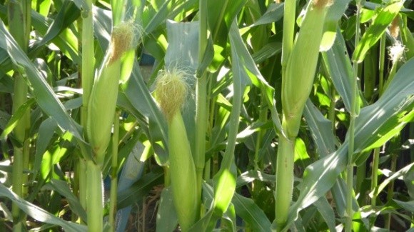 Украинская кукуруза инфицирована и не попадет в Китай фото, иллюстрация