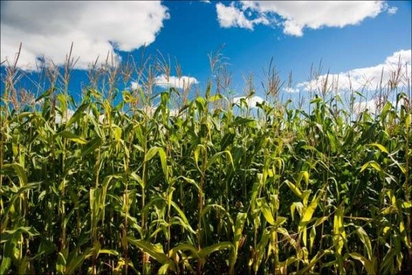 На Вінниччині розраховують на кукурудзу, щоб збільшити вал зерна фото, ілюстрація