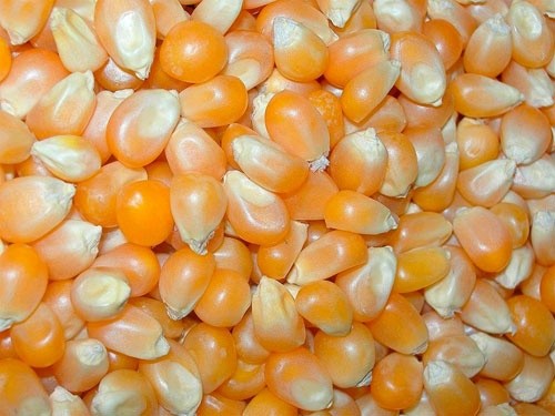 Україна активно нарощує виробництво насіннєвого матеріалу кукурудзи фото, ілюстрація