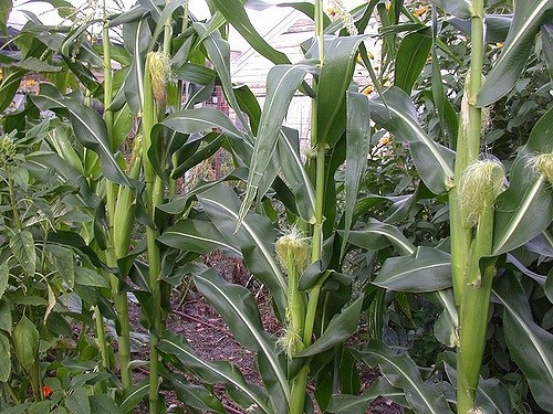 Як Україні безпроблемно перевезти кукурудзу? фото, ілюстрація
