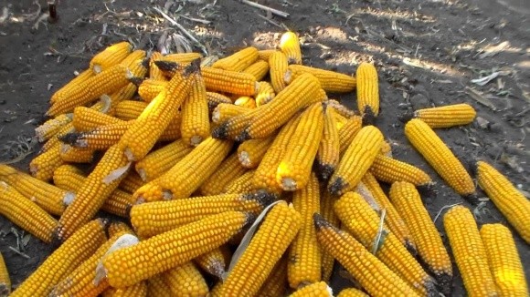 Українські аграрії очікують на великий урожай кукурудзи 2018 року фото, ілюстрація