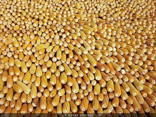 Україна – єдина продовжує поставки кукурудзи в Єгипет фото, ілюстрація