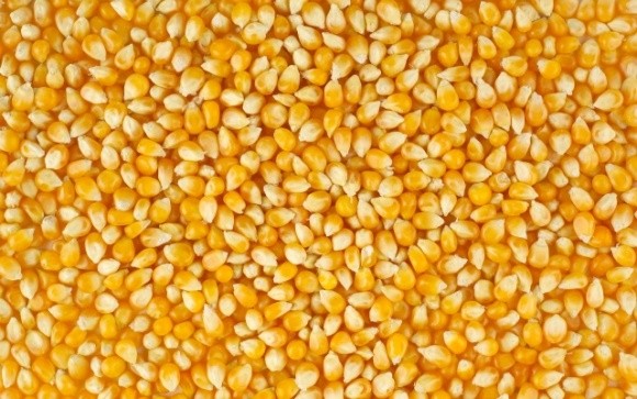 Румунія заборонила експорт пшениці, кукурудзи і цукру на час епідемії фото, ілюстрація