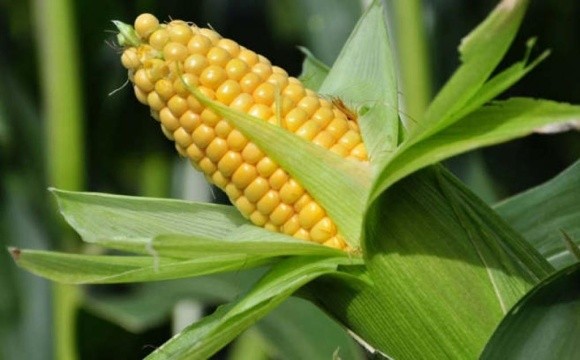 Ціни на українську кукурудзу відновлюються фото, ілюстрація