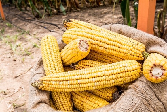Щоб не втратити китайський ринок кукурудзи - потрібно тримати ціну, - експерт фото, ілюстрація