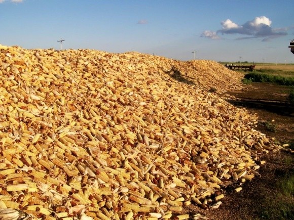 Китай не купуватиме українську кукурудзу - він позбавляється від своєї фото, ілюстрація