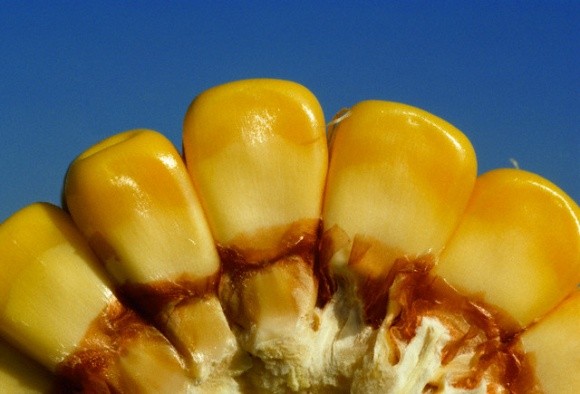 Виробників кукурудзи попередили про нестійкість культури до деяких комах фото, ілюстрація