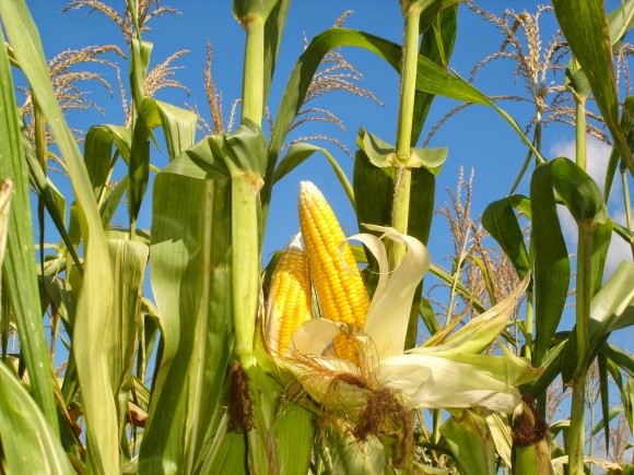 Агролайфхак: чому для кукурудзи важливо рости без бур'янів фото, ілюстрація