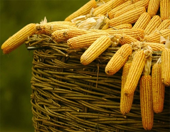 Європі потрібна українська кукурудза фото, ілюстрація