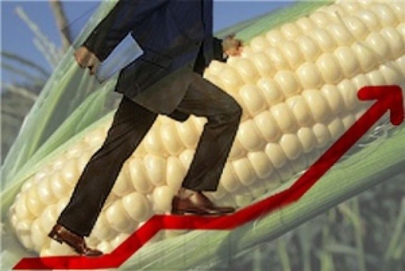 На рынке кукурузы наблюдается тенденция к повышению цен фото, иллюстрация