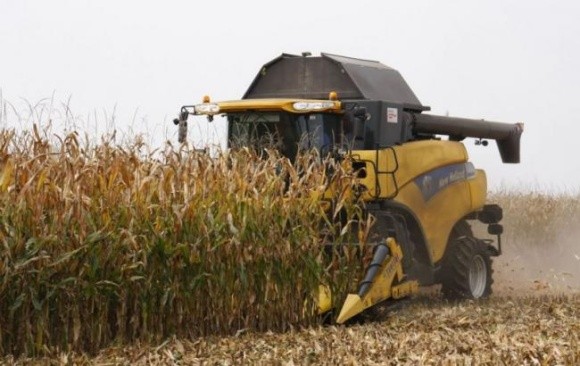 Турция может закупить украинскую кукурузу вместо российской фото, иллюстрация