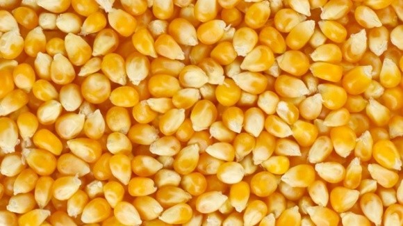 На ринках Китаю та Ірану зріс попит на українську кукурудзу фото, ілюстрація