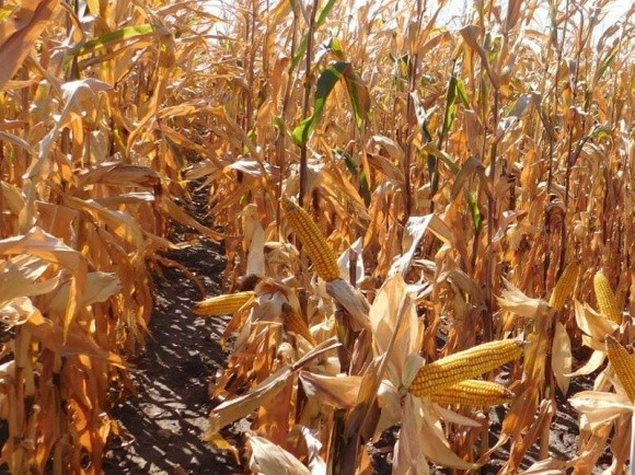 Урожайність кукурудзи в Україні нижче торішньої на 16-18% фото, ілюстрація