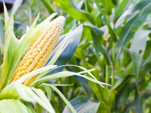 Выведен новый гибрид кукурузы для регионов с коротким летом фото, иллюстрация