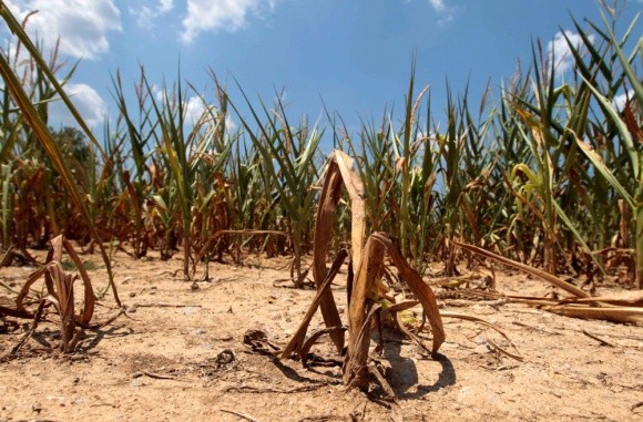 Посіяна в квітні кукурудза в Бразилії під загрозою фото, ілюстрація